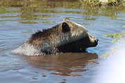 26 - Grouse Mountain - IMG_1540